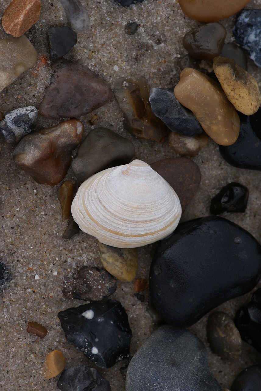 Clam in rocks on a beach